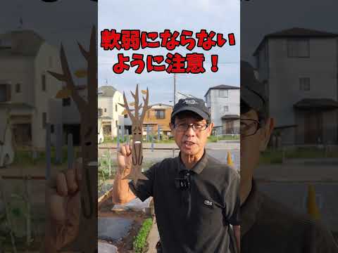 園芸 バジルに関するよくある質問