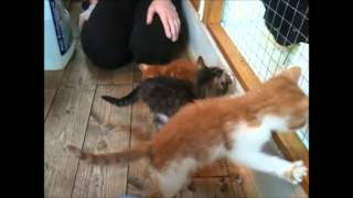 preview picture of video 'Kittens for Adoption'