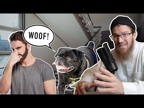 ¿Cómo deben los MUSULMANES tratar a los PERROS y las ESCALERAS?