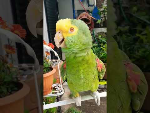 Oye Hazme Caso, Loros Hablando, Loro que habla #Shorts #parrot #birds #humor #aves #animales #amor