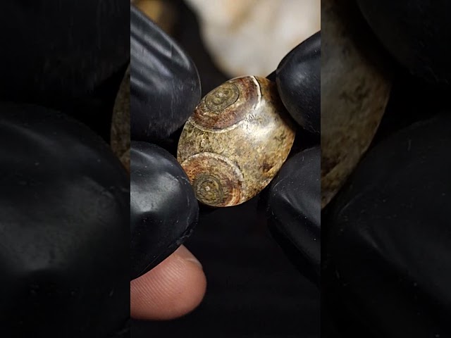 حجر عقيق داؤدي هيئة عينين طبيعي