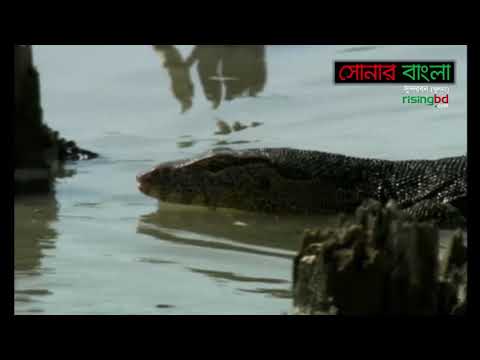 ওয়ার্ল্ড হেরিটেজ সাইট সুন্দরবন || সোনার বাংলা