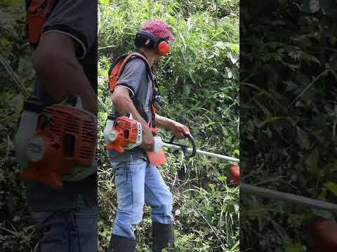 Desbrozadora Stihl FR 55R de 27,2 cc para podar
