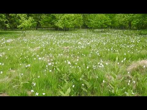 Daffodil glade from Vad (Brasov County, Romania) / Poiana Narciselor Dumbrava Vadului (Jud. Brasov).