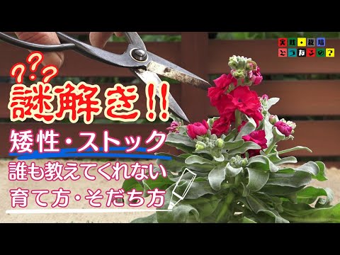 豆はいつ、どのように蒔くのですか？いつ植えるのですか？どの品種を選ぶべきですか？おすすめのヒント + サポートビデオ  庭園