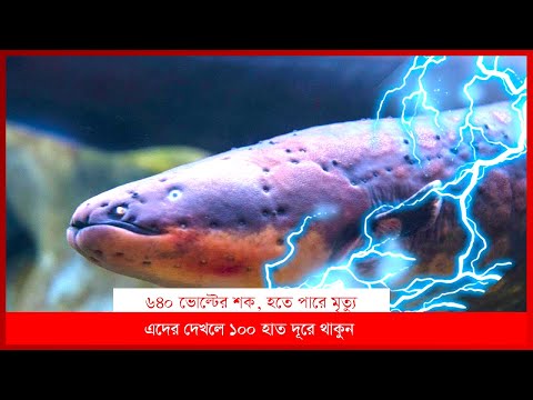Electric Eel | ইল মাছ । Ill fish । Ill Mach