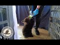 Black BEAR CUBS Playing And Feeding