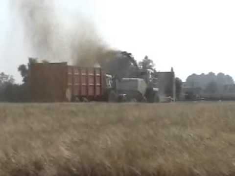 Quintyn: Triticale hakselen.