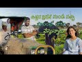 paddy crop plantation telugu farming telangana crop ep 12