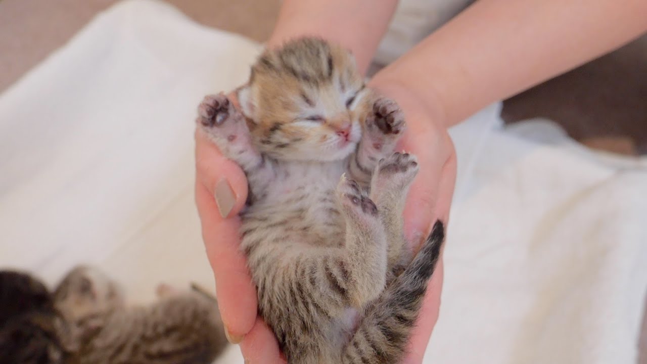 Here are the world's cutest kitten siblings in a good morning pose!