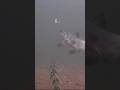 Video Thumbnail for ICE FISHING Underwater Footage - Perch Bullied by Tullibee #winter #fishing #earlyice