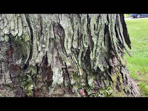 Those Are Carpenter Ants in That Tree in Marlboro, NJ