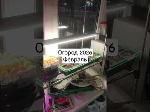 фото излишки гороха  0