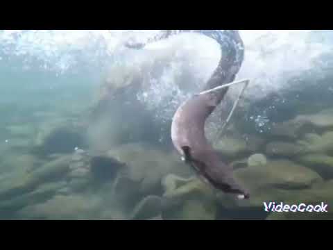 10kilos na palos or egat nakuha ng mga siman gamit ang malaking kawel