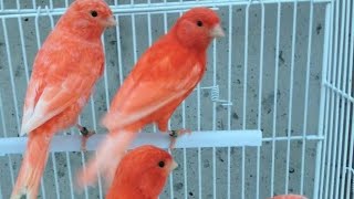 Download lagu Your Canary will sing immediately - meet Mr. Six ! - Canary 's Training Song mp3 Download lagu Your Canary will sing immediately - meet Mr. Six ! - Canary 's Training Song mp3