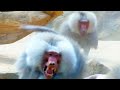 Pavian Kampf Baboon Fight Territorial