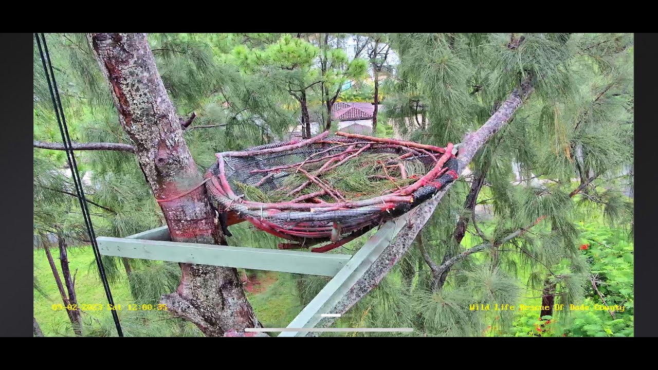 Live webcam view of Wild Bald Eagle Nest Cam, Miami-Dade