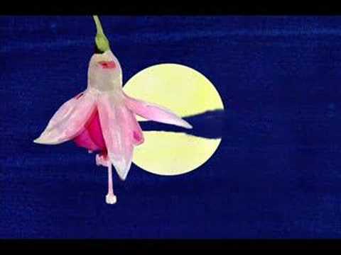 Storm Gordon - Flower on the Moon