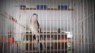 Download lagu BURUNG KAPASAN KEMIRI GACOR mp3