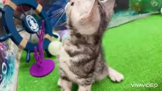 アメリカンショートヘアの動画01