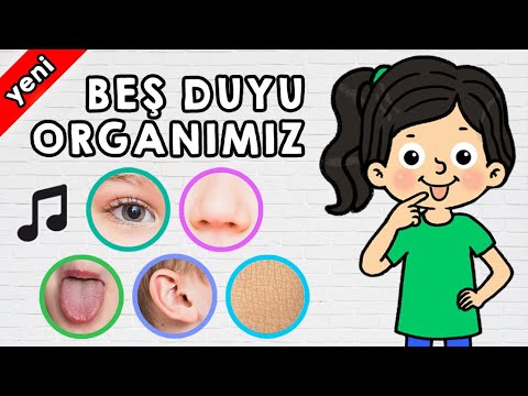 Beş Duyu Organımız Şarkısı - Beş Duyu Organımızla İlgili Etkinlikler