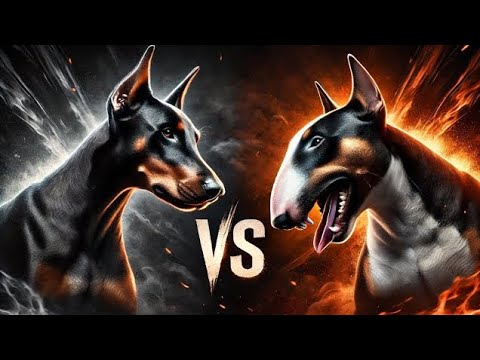 Doberman vs Bull Terrier: Strength Meets Tenacity