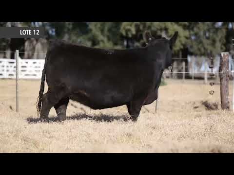 RUBETA HEIDI 8457 - Próximo remate de Cabaña La Rubeta – Sábado 13 de Agosto