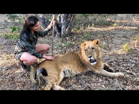 Walking with Lions in Zimbabwe