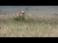 Lone Hyena Kills Topi