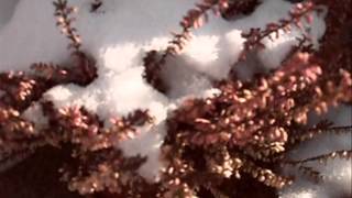 Video Našel jsem se (Za zimy 1871) J.Neruda, video J. Chvapil