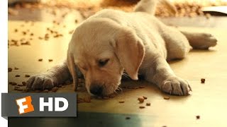 Marley & Me - How Marley Got His Name