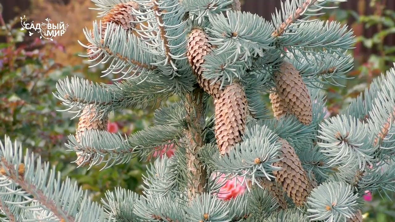 Самые красивые хвойные в вашем саду. Удобрение для ели и можжевельника