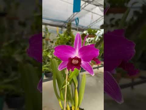 #orchid #flowers #flores #nature #plantas #orquídeas #argentina #lazosorquideas #resistenciachaco