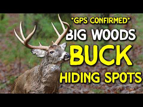 Where Big Woods Bucks REALLY Hide (Largest GPS Study Reveals It)