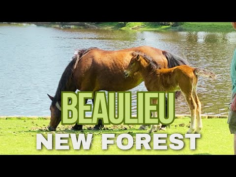 Perfect day in Beaulieu Village, New Forest: hanging out with the local donkeys 😍😍 #nature #travel