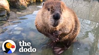Le castor qui adore la baignoire a son propre étang | le dodo