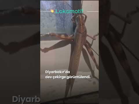Diyarbakır'da dev çekirge paniği: Boyu 25 santimetreye ulaşıyor