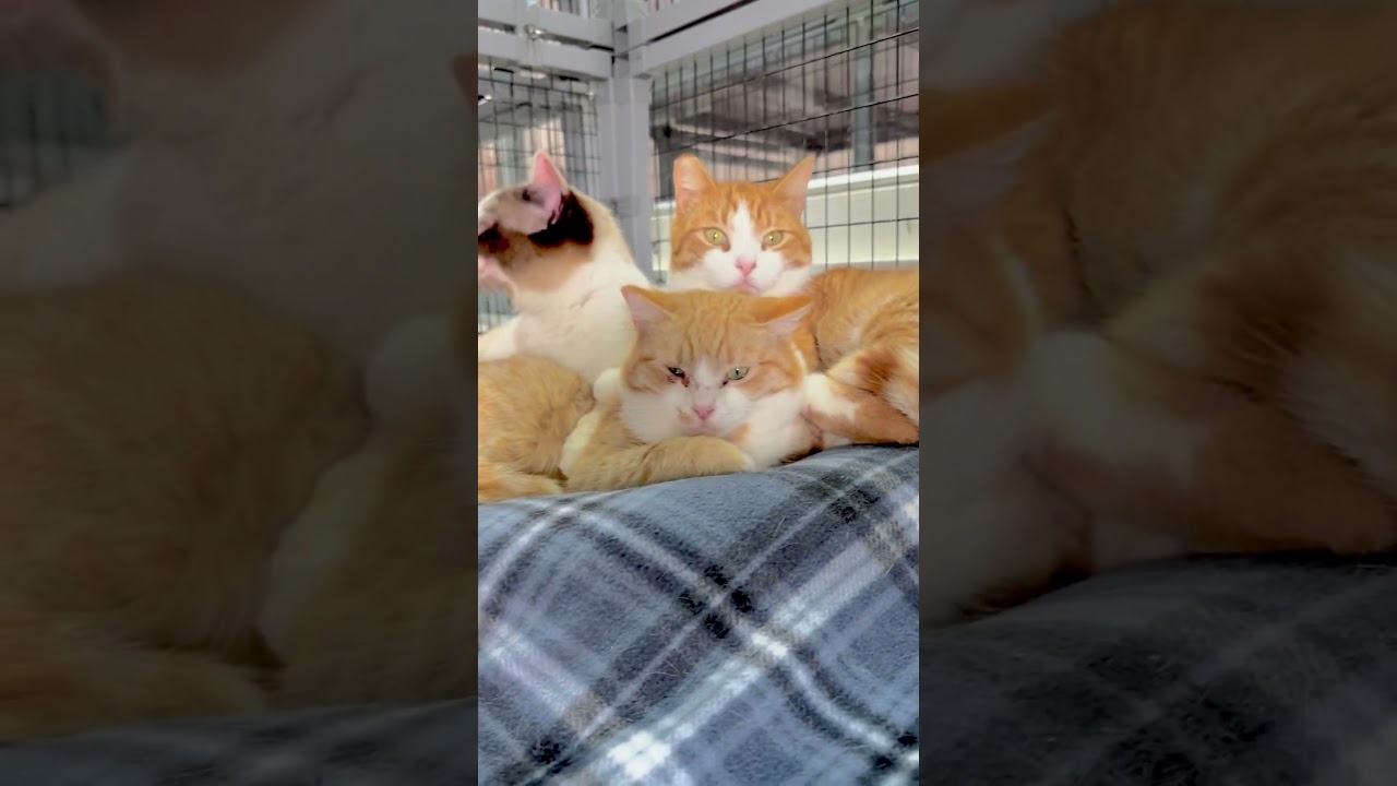 Enlarge Snuggles, a Adoptable Domestic Short Hair in Redwood Valley, CA video 6/6