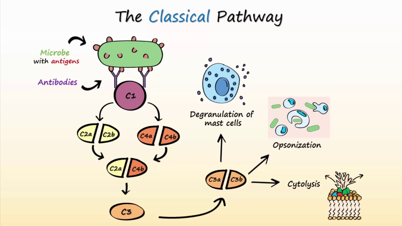 Complement System Part 2 - Activation of the Complement System
