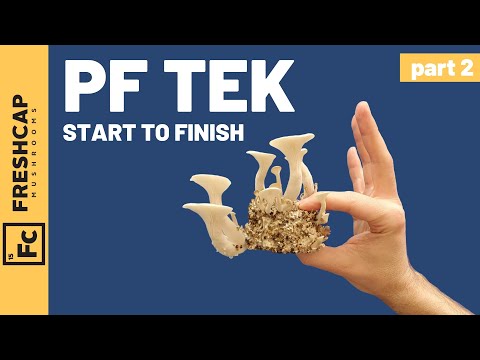 Start To Finish "PF Tek" For Growing Mushrooms At Home (Part 2)