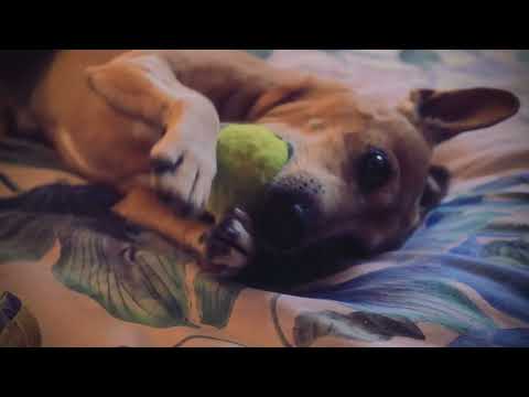 A collection of Barkies/New piano rambly tinkling