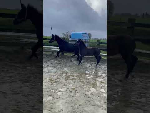 Merrie KWPN Nederlands sportpaard Te koop 2023 Zwart ,  Zonik plus