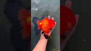 big size oranda gold fish 😍❤ #shorts