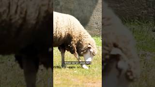 טעיתי כשה אובד בקש עבדך (הרב אברהם מלמד) - התמונה מוצגת ישירות מתוך אתר האינטרנט יוטיוב. זכויות היוצרים בתמונה שייכות ליוצרה. קישור קרדיט למקור התוכן נמצא בתוך דף הסרטון