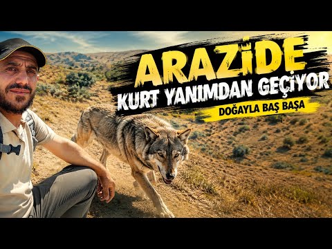 BÖYLESİNİ İLK KEZ GÖRDÜM! KURT DİBİMDEN GEÇTİ
