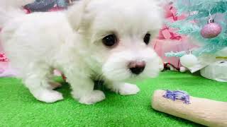 マルチーズの動画01