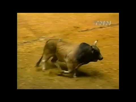 Mouse Trap bucks Leslie Doyle - 00 PBR Ft. Worth