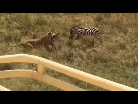 Too Reckless! Warthog Was Too Smart To Do This To Escape Lion Trap Hunt - Warthog Vs Lion