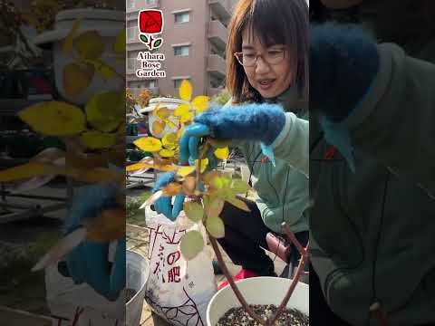 バラの茂みの下に何を置くべきですか、そしてその理由は何ですか？マルチと肥料の種類 + 冬のメンテナンスに関するおまけ  庭園