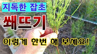 [텃밭농부. 1,025]  골치아픈 잡초 쐐뜨기 이렇게 한번 해 보세요!